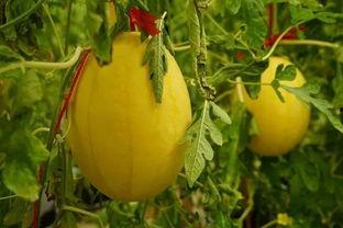 免费的吃瓜网红群