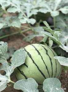 滨州吃瓜网红是谁,网络红人背后的故事