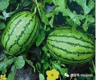 吃瓜网去哪里了,揭秘网络舆论风向标变迁之谜