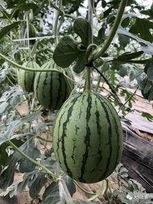 网红吃瓜大集合视频大全,揭秘热门视频背后的精彩瞬间