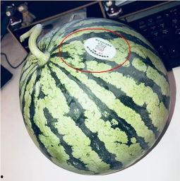 网红最近吃的瓜水煮瓜,水煮瓜，美味与话题并存