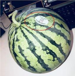 吃瓜推特网红叫什么