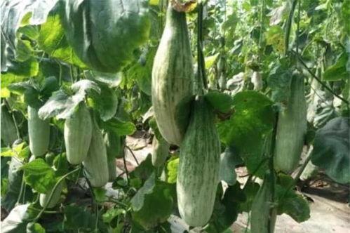 十位吃瓜网红视频下载,揭秘热门内容背后的下载攻略