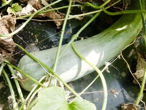 吃瓜吃火的网红叫什么名字,网红“吃瓜吃火”现象背后的故事与启示