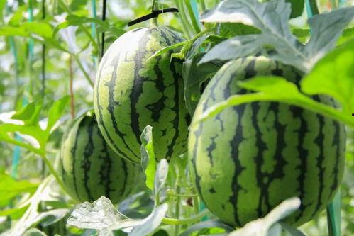 网红吃瓜群众免费吃瓜视频