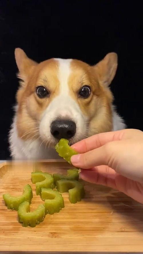 网红吃瓜狗子图片表情包,吃瓜狗子的搞笑瞬间