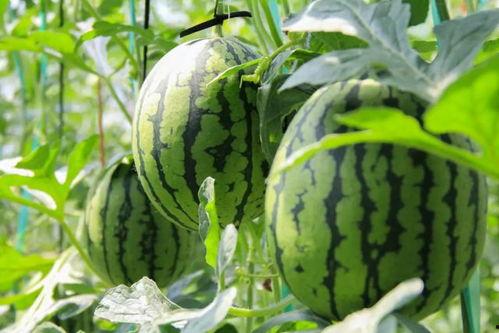 吃瓜中心网,吃瓜中心网带你领略明星幕后故事