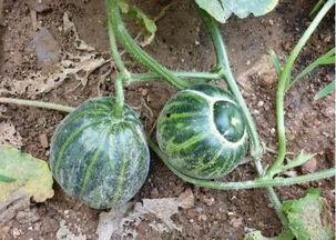 农村宝妈网红吃瓜,揭秘农村网红生活点滴