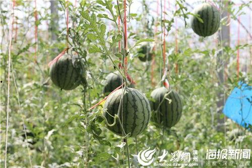 甘南网红吃瓜事件视频,一场网络狂欢背后的真相揭秘