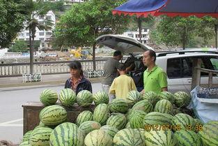 甘南网红吃瓜事件视频,一场网络狂欢背后的真相揭秘