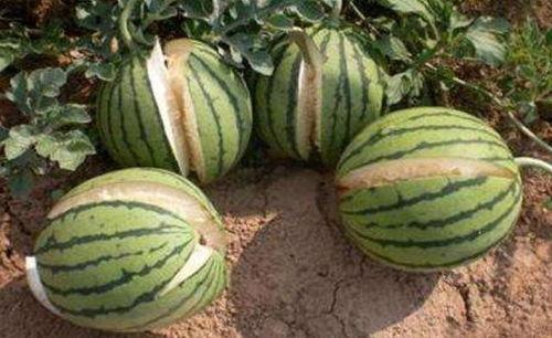 庆阳网红吃瓜事件真相,揭秘背后真相与反思