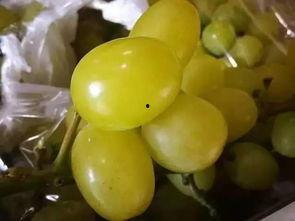 网爆吃瓜日韩精品,网爆吃瓜背后的时尚潮流