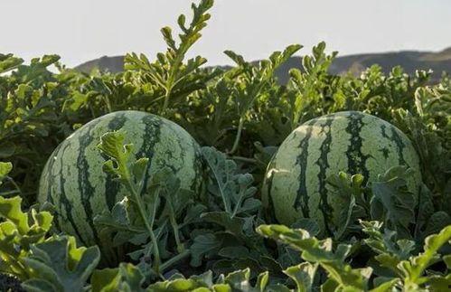 徐州吃瓜网红有哪些