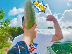 网红吃瓜打卡地,揭秘热门吃瓜圣地背后的故事