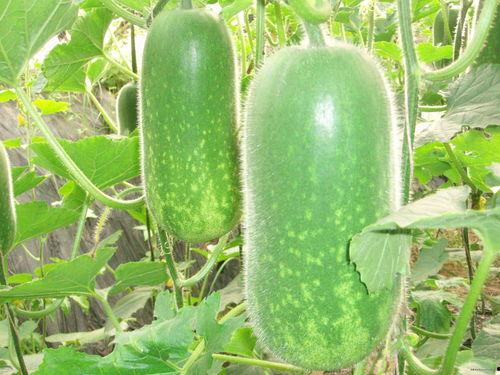 国内吃瓜718网站