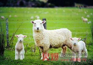 百万网红小羊吃瓜,揭秘娱乐圈幕后风云