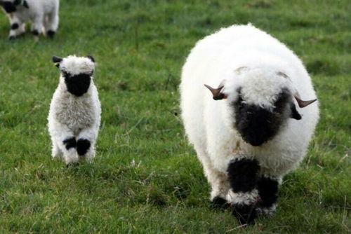 百万网红小羊吃瓜,揭秘娱乐圈幕后风云