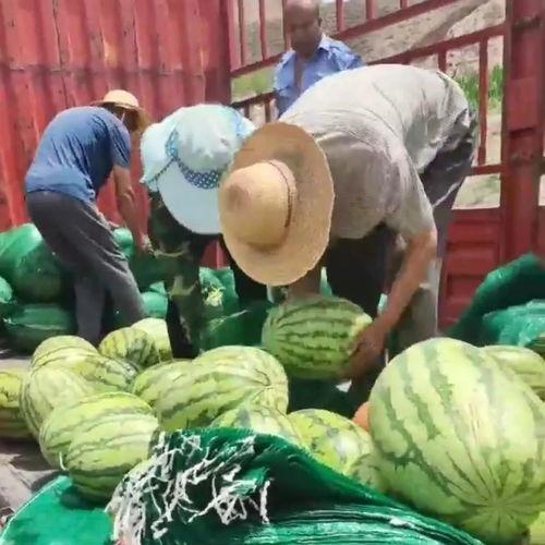 肇庆吃瓜群众网红事件视频,一场网络舆论的风暴与反思