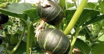 吃瓜香的网红有哪些人呢,盘点那些热衷于分享幕后花絮的知名人物