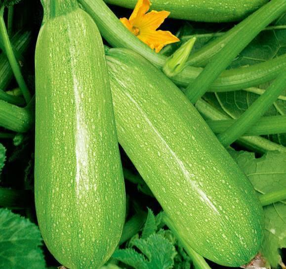 网红陈佩奇吃瓜视频下载,揭秘网红幕后生活