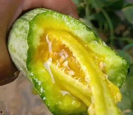 安吉网红吃瓜,揭秘娱乐圈幕后真相