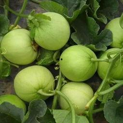 吃瓜的网红打卡点有哪些,吃瓜群众的必去“瓜园”