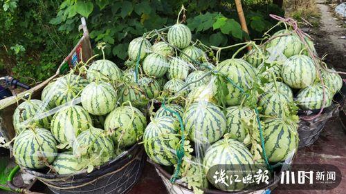 廊坊吃瓜事件网红是谁啊,揭秘网红背后的真相