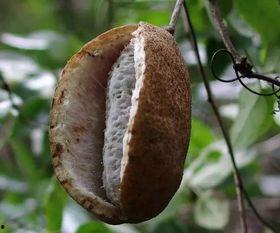 凯里网红吃八月瓜,揭秘神秘水果的口感与魅力