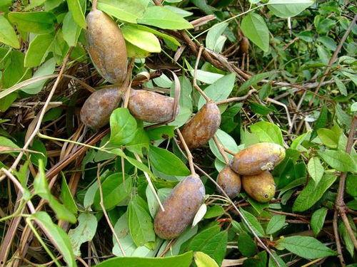 凯里网红吃八月瓜,揭秘神秘水果的口感与魅力