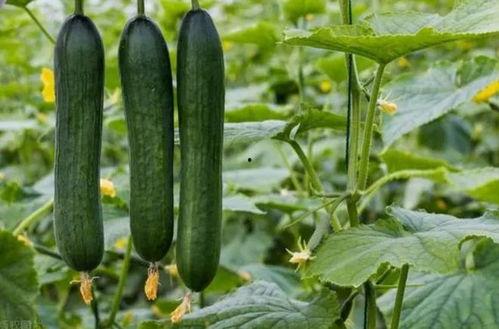 699.su黑料吃瓜网,网络舆论场中的真相与争议