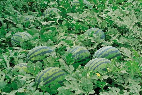 阳江网红吃瓜群微信号,揭秘网络红人的幕后故事