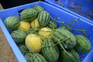 阳江网红吃瓜群微信号,揭秘网络红人的幕后故事