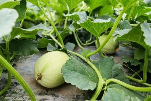 韩城吃瓜视频网红男女