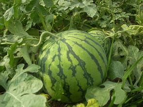 网传大瓜可吃,揭秘娱乐圈幕后真相