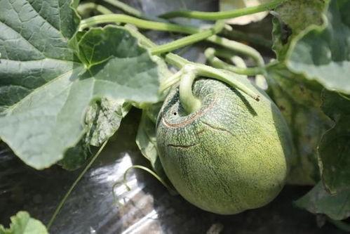 一起吃瓜官网 蘑菇