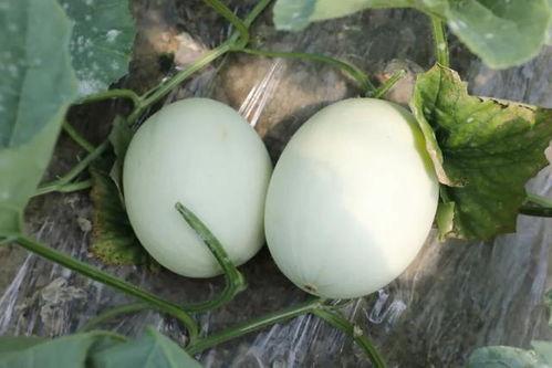 一起吃瓜官网 蘑菇