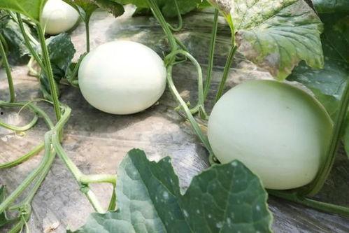 一起吃瓜官网 蘑菇