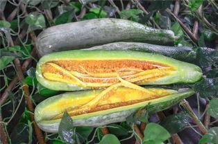 男变女的网红吃瓜,揭秘男变女背后的故事