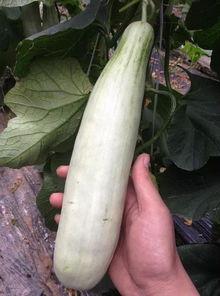 男变女的网红吃瓜,揭秘男变女背后的故事